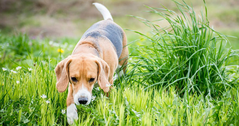 Prednisolon hund ohne rezept Prednisolon hund ohne rezept