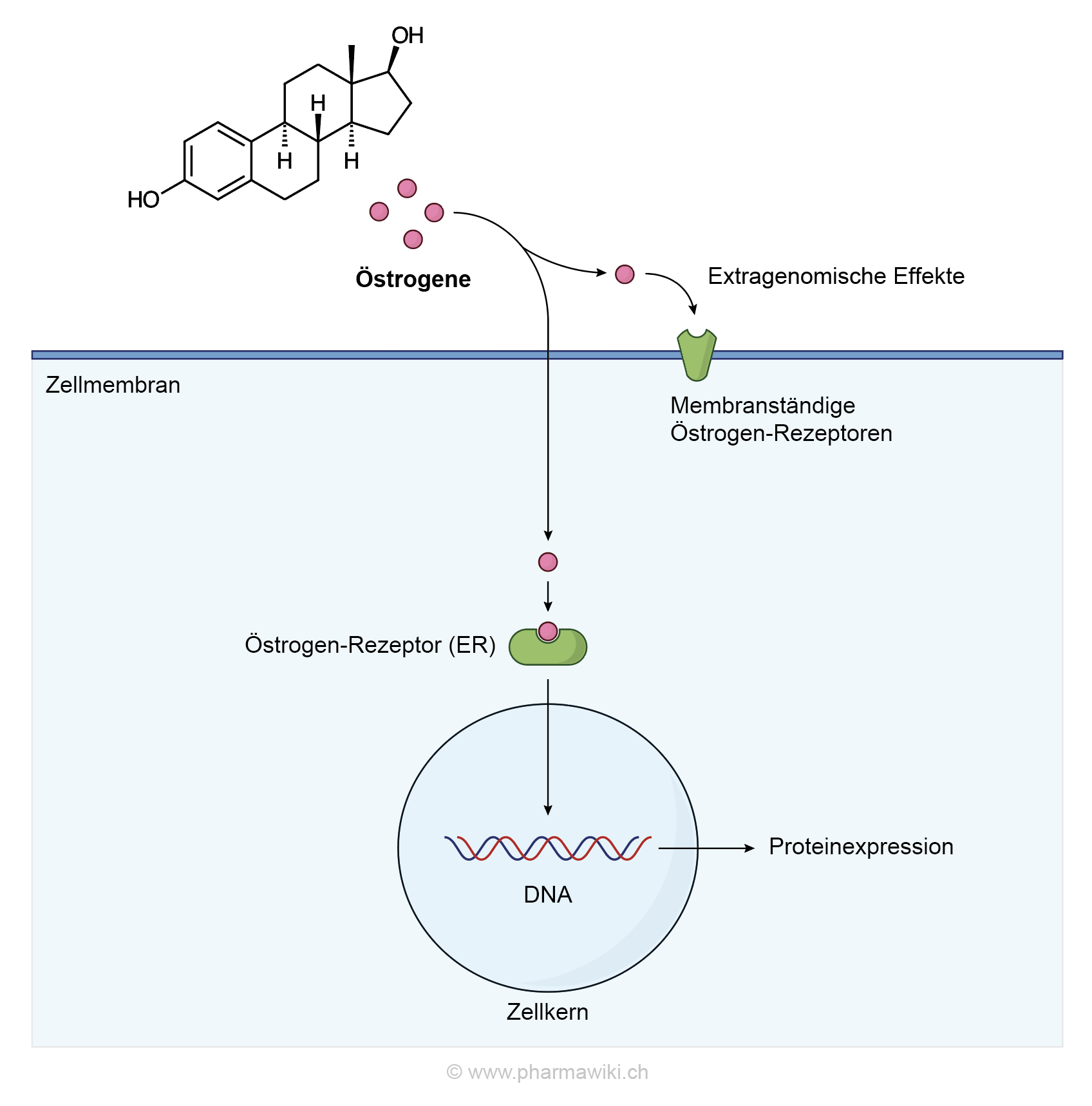Wo konjugiertes estrogen kaufen