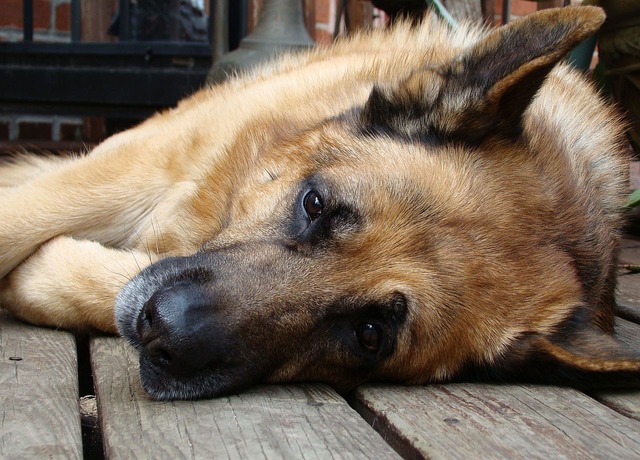 prednisolon tabletten für hunde Prednisolon Tabletten Für Hunde