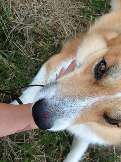 Doxycyclin Hund Kosten Doxycyclin Hund Kosten