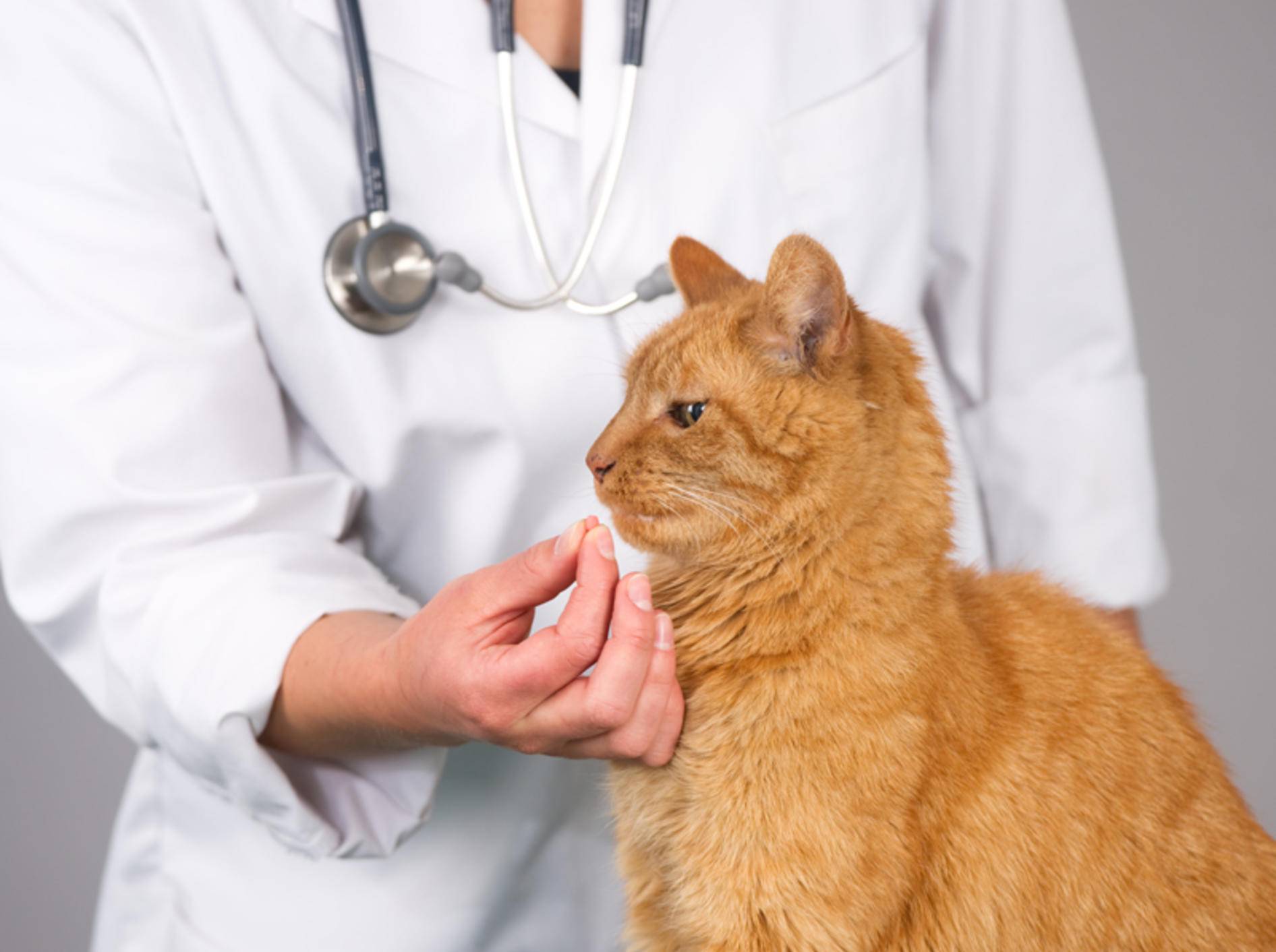 amoxicillin katze rezeptfrei