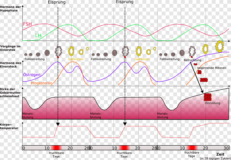 konjugiertes estrogen pille
