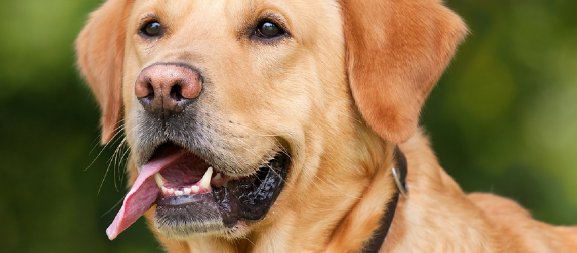 Amoxicillin für hunde kaufen Amoxicillin für hunde kaufen