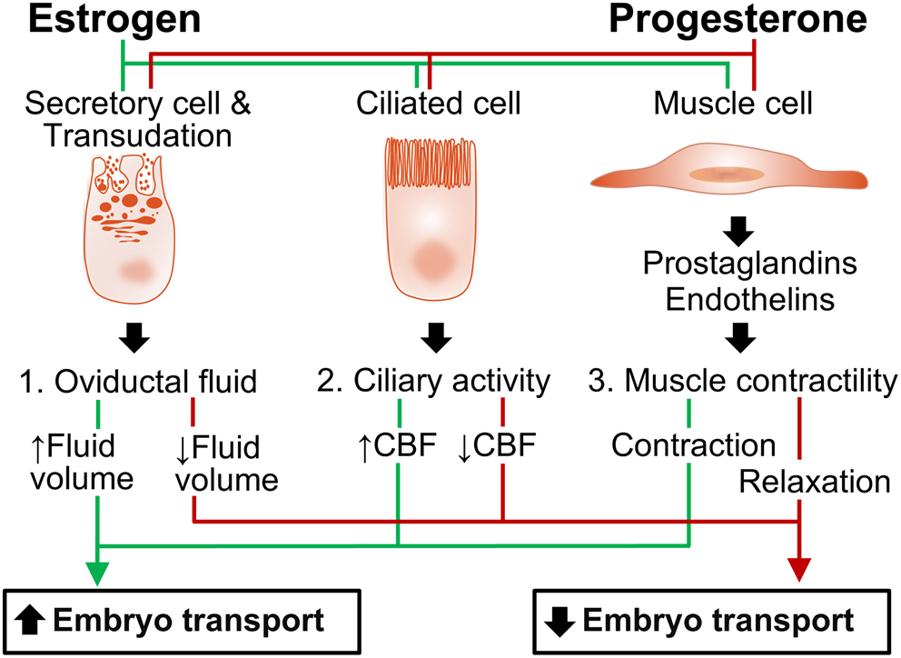 konjugiertes estrogen billig