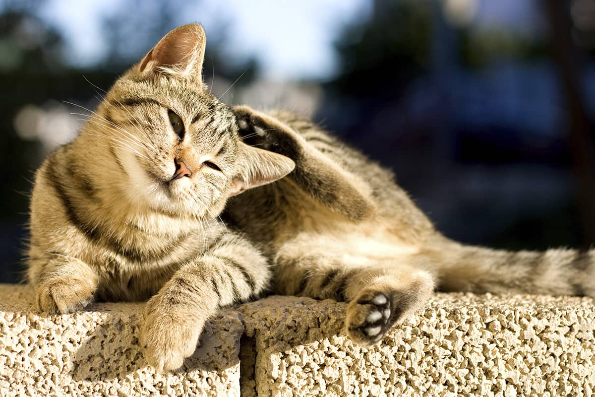 Ivermectin tabletten katze