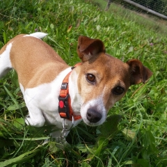 Prednisolon hund preis prednisolon hund preis
