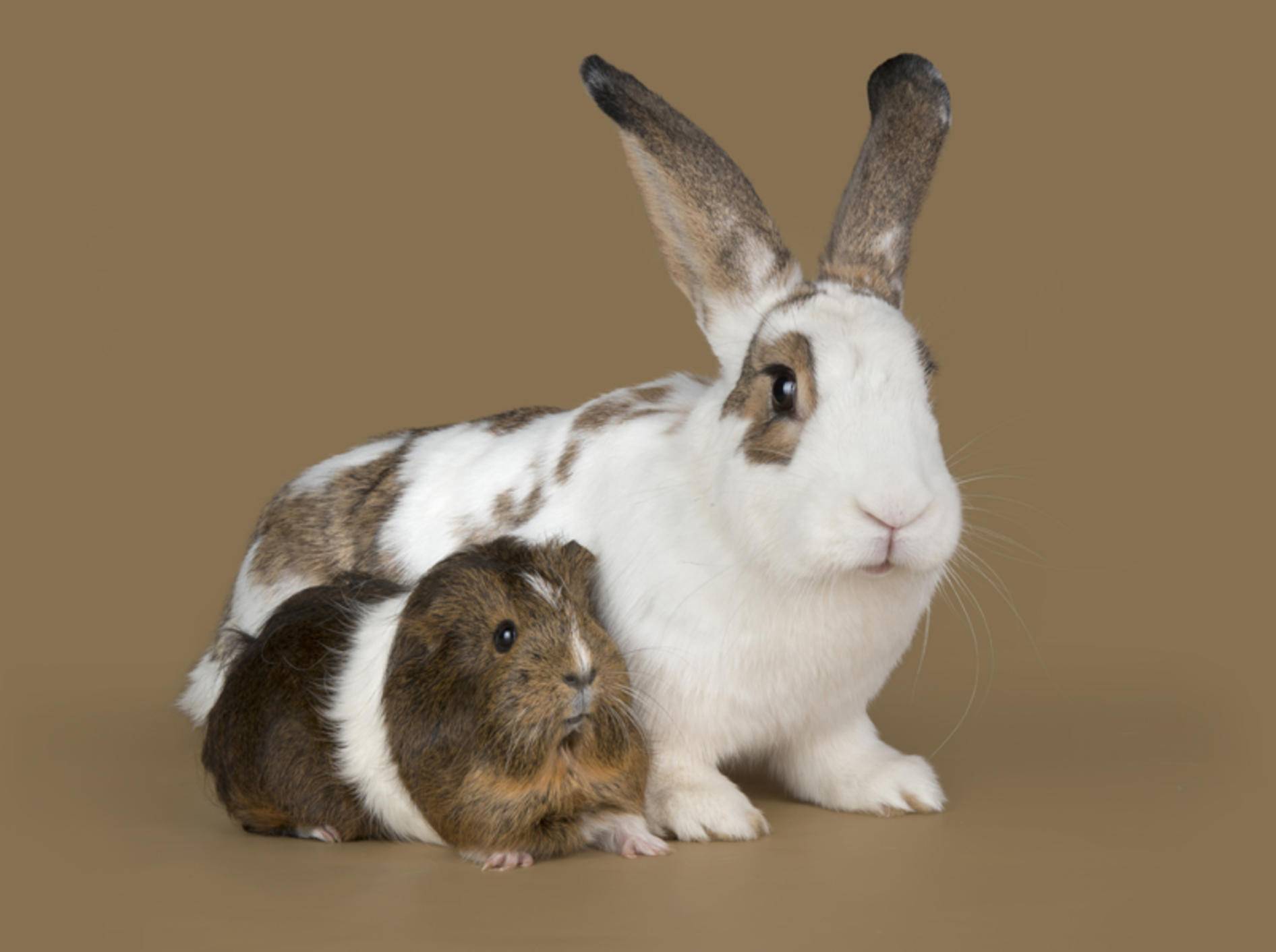 Ivermectin meerschweinchen kaufen