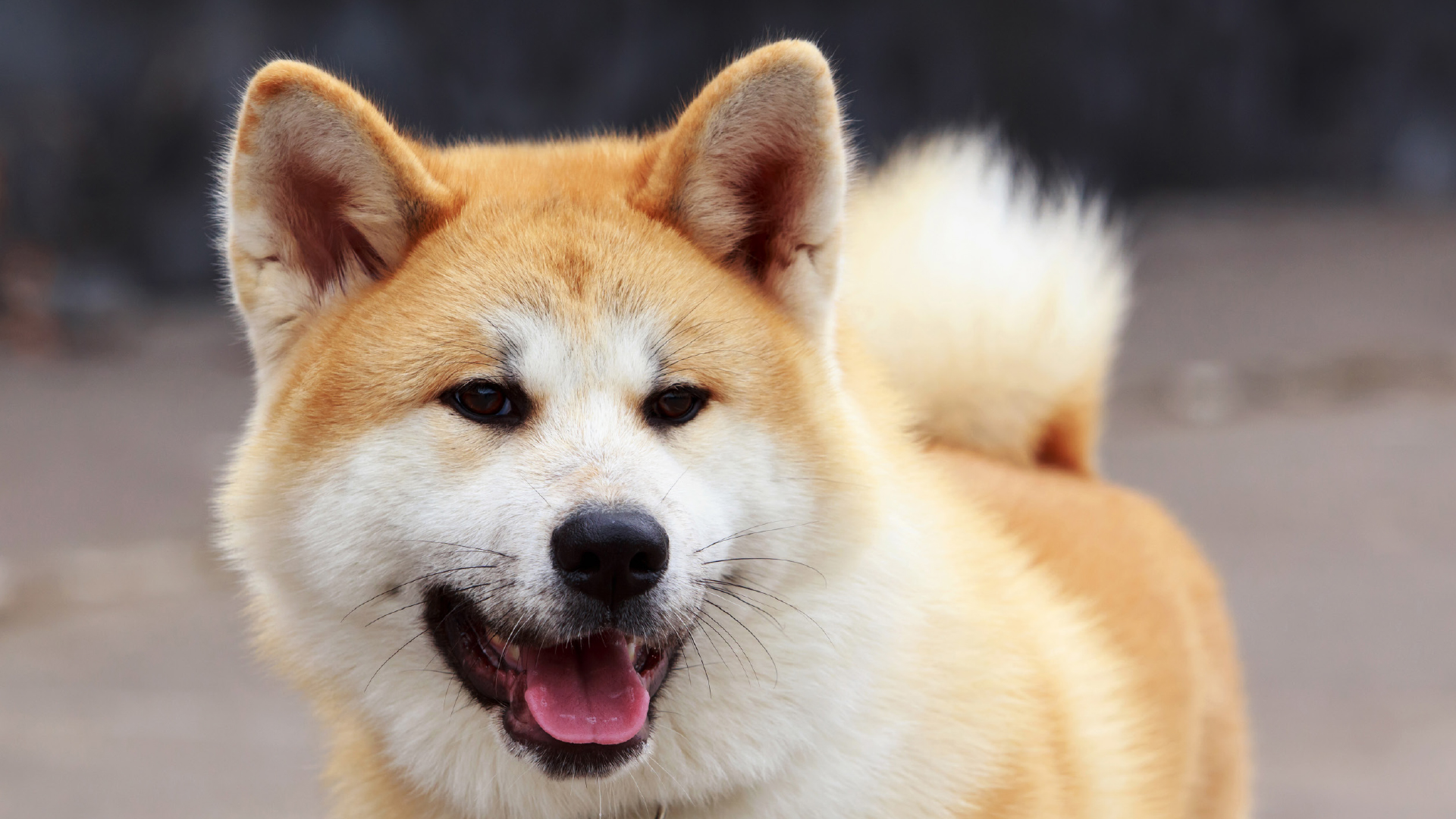 Prednisolon 20 Mg Für Hunde
