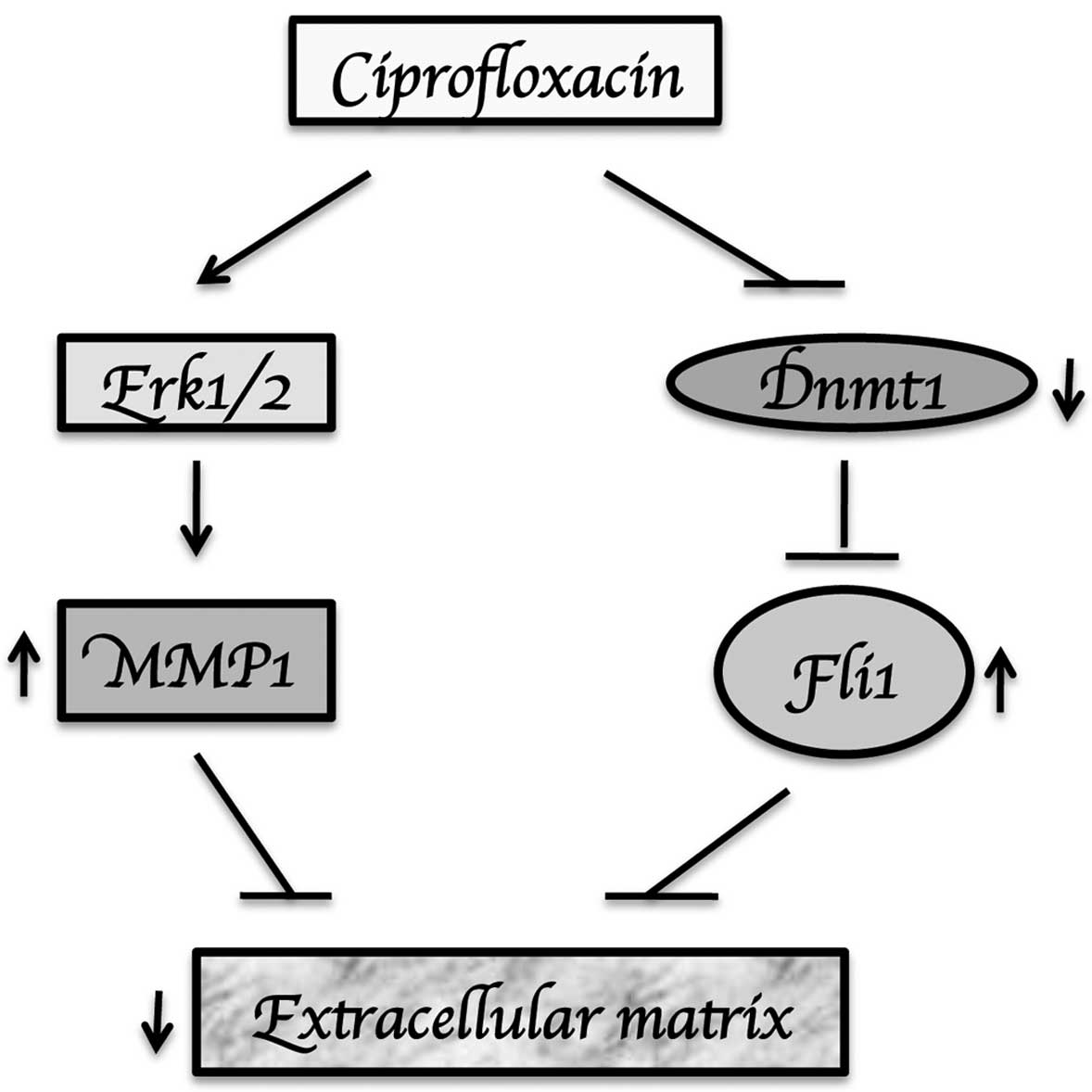 Ciprofloxacin Pbs Online Ciprofloxacin Pbs Online