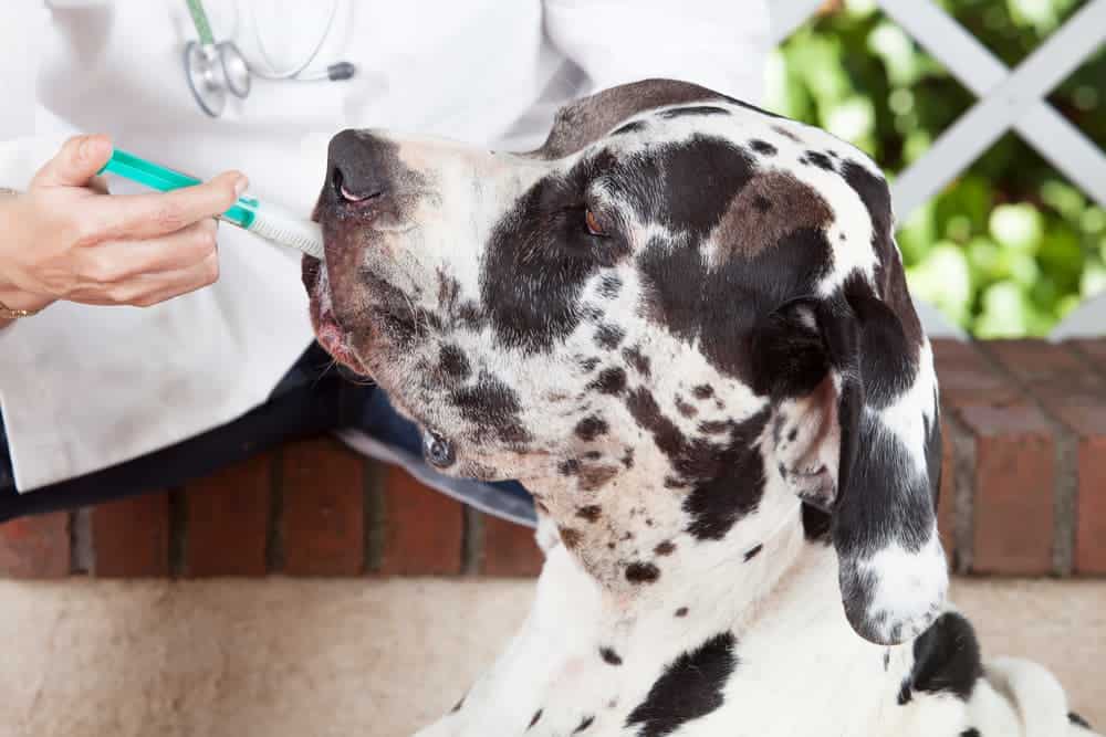 prednisolon 5mg für hunde rezeptfrei Prednisolon 5mg Für Hunde Rezeptfrei