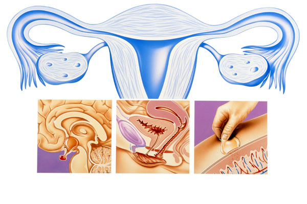 Konjugiertes Estrogen Kaufen