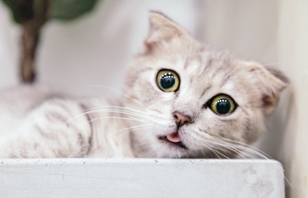 Aciclovir Tabletten Katze Aciclovir Tabletten Katze