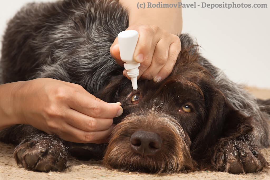 Amoxicillin Hund Kosten Amoxicillin hund kosten
