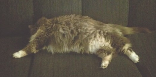 Prednisolon 5 Mg Katze Kaufen