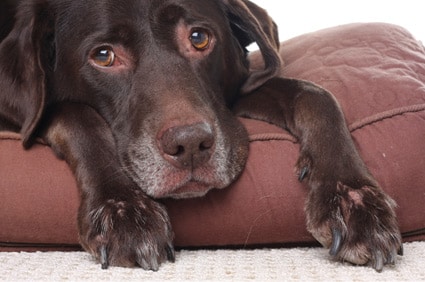 prednisolon 5mg hund kaufen ohne rezept Prednisolon 5mg hund kaufen ohne rezept