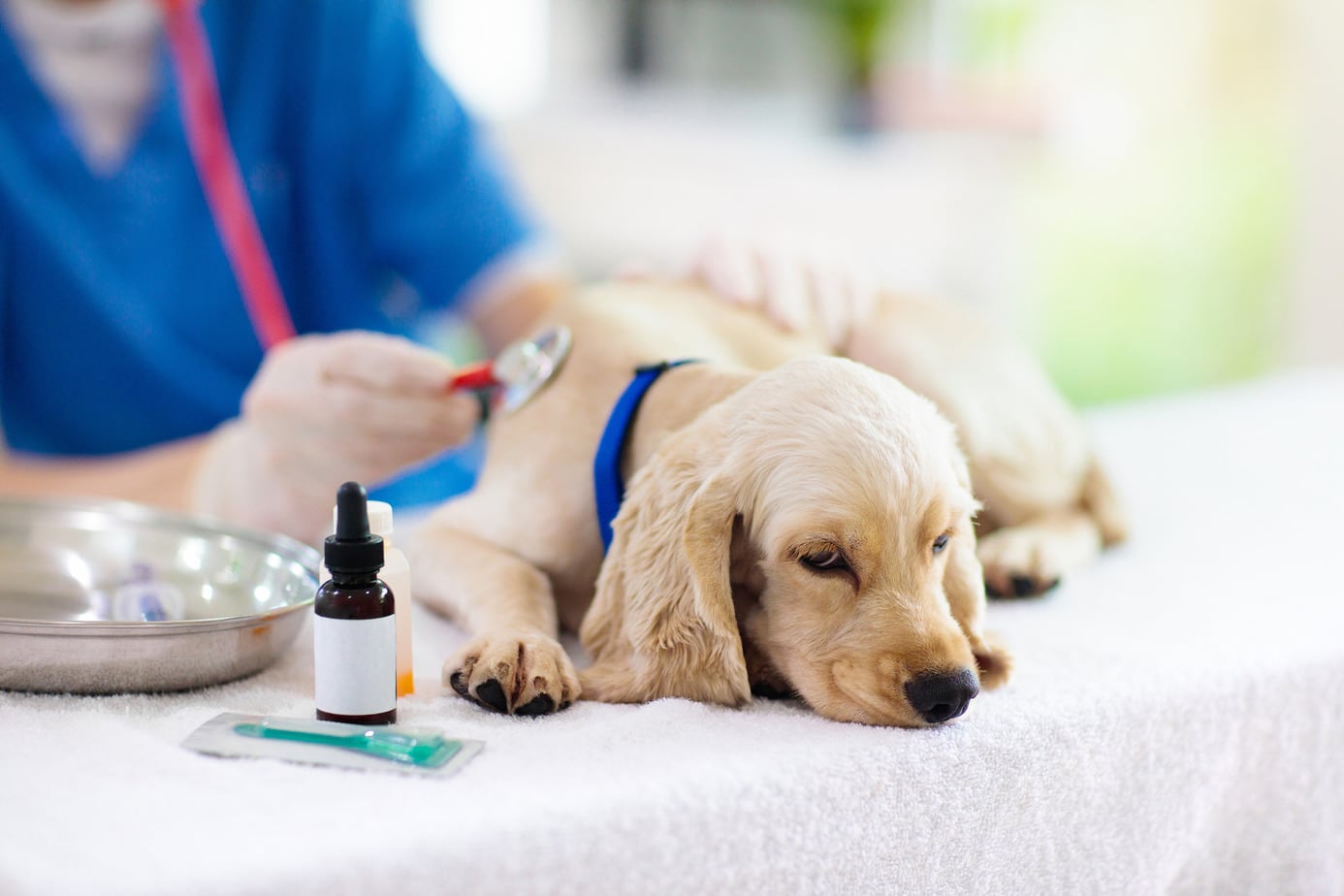 Diazepam für hunde kaufen diazepam für hunde kaufen