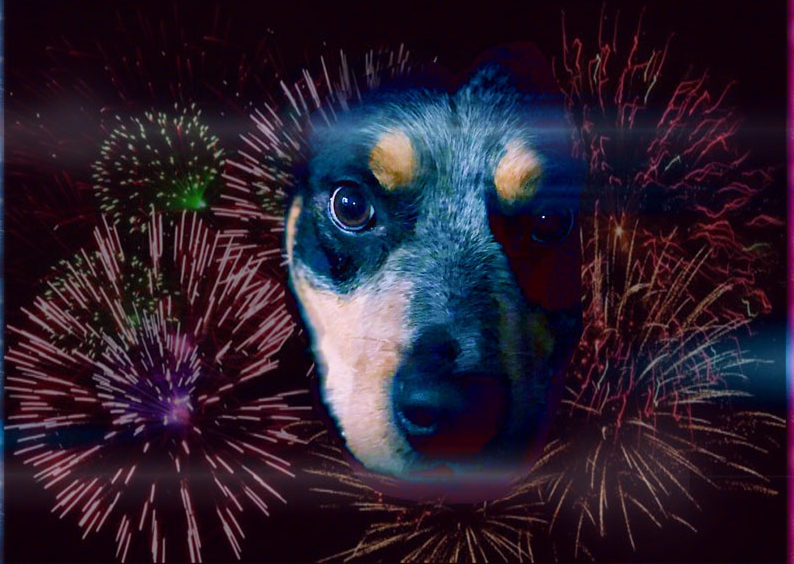 diazepam hund kaufen Diazepam hund kaufen