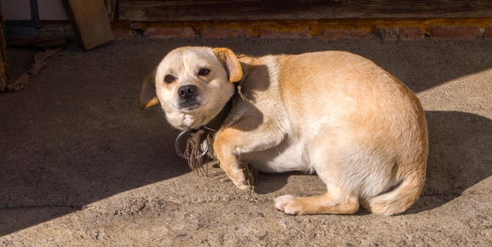 diazepam hund kaufen rezeptfrei Diazepam hund kaufen rezeptfrei