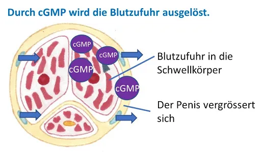 Fildena generische bestellen