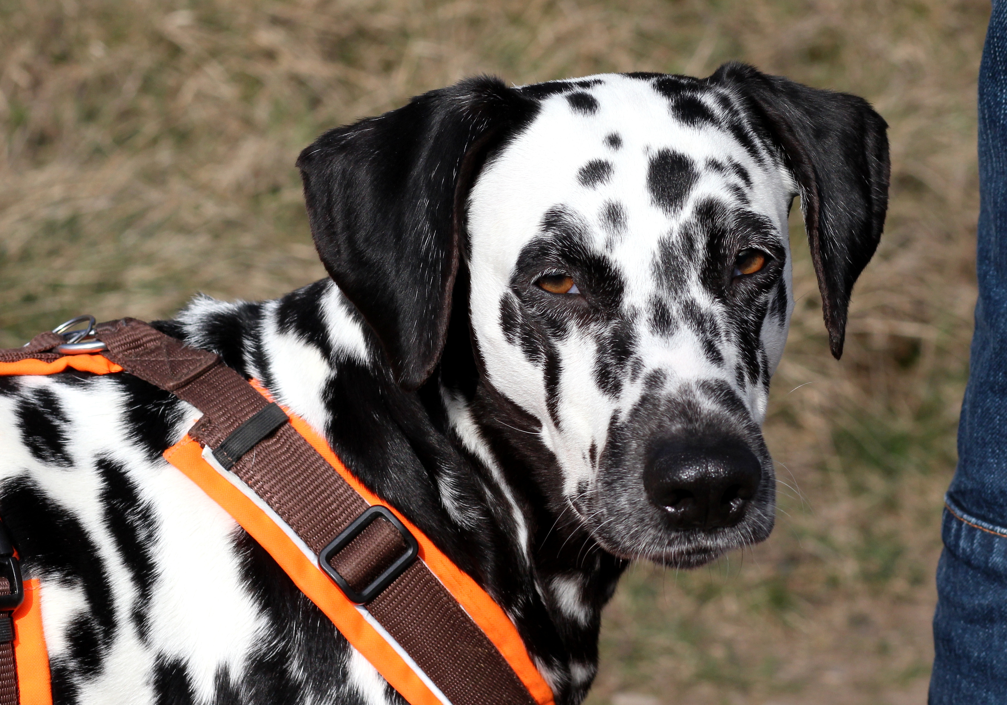 Prednisolon 5 mg hund kosten