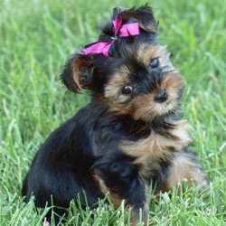 prednisolon hund bestellen Prednisolon hund bestellen